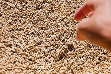 Healthy wholegrain. Cereal grain seed. Barley agriculture. Hand of farmer with grain. Harvest...