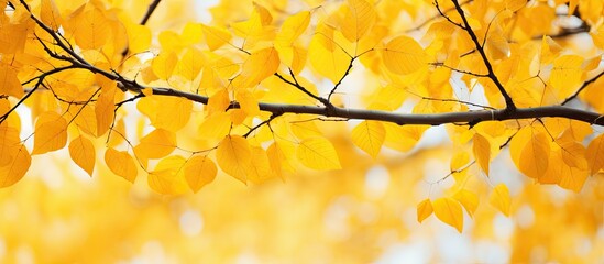 Yellow leaves on a branch in autumn