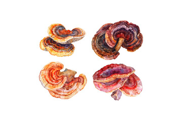 Artistic Watercolor Mushrooms in Natural Tones. Vector illustration design.
