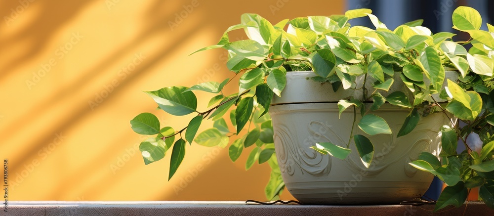 Sticker Plant on ledge