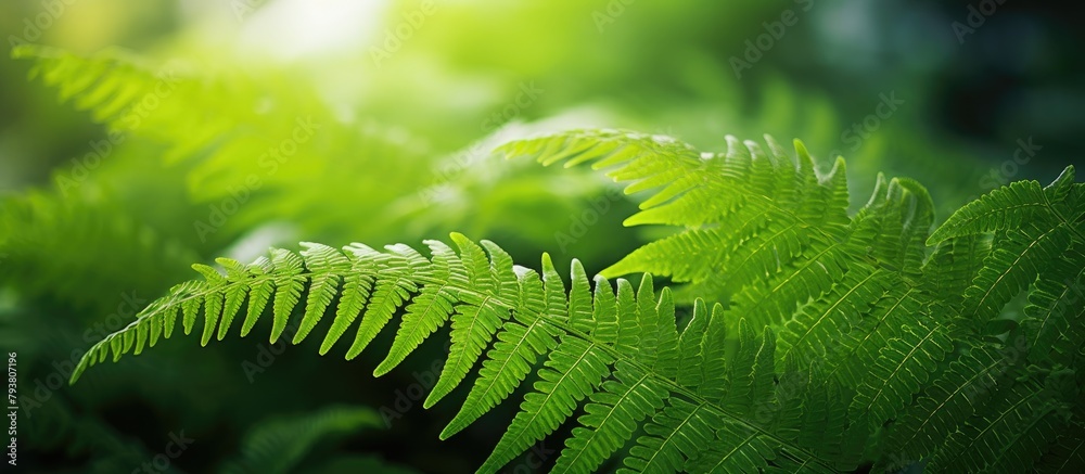 Sticker Fern leaf bathed in sunlight