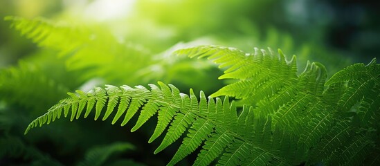 Fern leaf bathed in sunlight