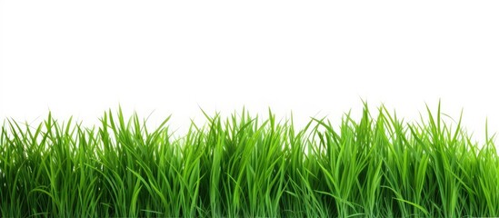 Obraz premium Green grass field on white background