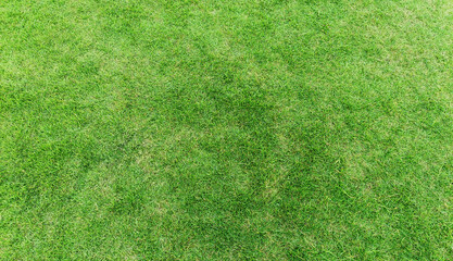Green grass background in top view for graphic design