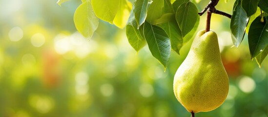 A ripe pear dangles from a tree amid lush green foliage