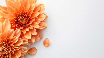 Closeup of orange Mums flower on white background 