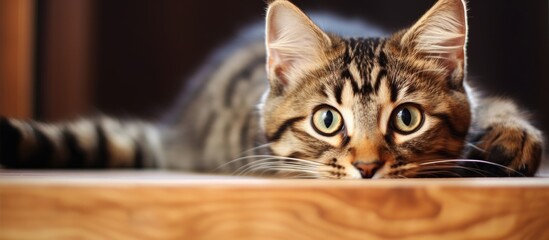 A cat lounging on hardwood floor