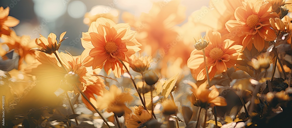 Canvas Prints Yellow flowers in a sunny field