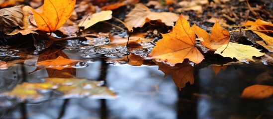 Floating leaves in water puddle - obrazy, fototapety, plakaty