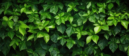 Fototapeta na wymiar Green foliage close-up