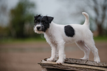 hübsche Person Jack Russel Terrier Hündin, kleiner Welpe erkundet die Welt, schwarz weiß...