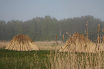  bundles of reeds in the meadow
