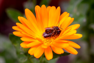 couple of european bees (Apis mellifera) mating on top of each other on a calendula flower