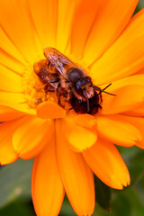 couple of european bees (Apis mellifera) mating on top of each other on a calendula flower