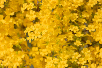 Beautiful yellow Dolichandra unguis-cati flowers (cats claw creeper or cat's claw trumpet), Yellow flowers in springtime