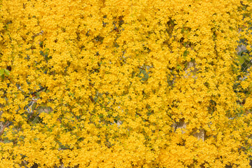 Beautiful yellow Dolichandra unguis-cati flowers (cats claw creeper or cat's claw trumpet), Yellow flowers in springtime - obrazy, fototapety, plakaty