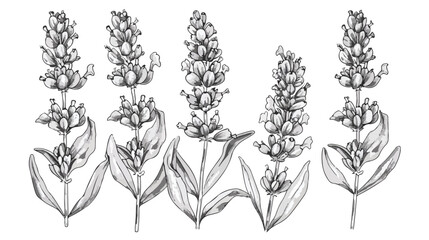 French lavendar botanical vintage drawing. Outlined f