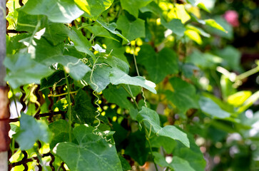 Coccinia grands Voigt or Cucurbitaceae that grows in the garden by the wire fence is a vegetable and herb.