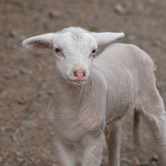 white newborn lamb, cute baby sheep looking at camera © EMILIA