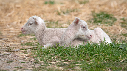 two cute newborn lambs, baby sheep