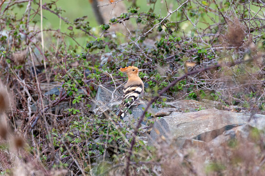 Hoopoe, migratory bird, Upupa epops in its habitat