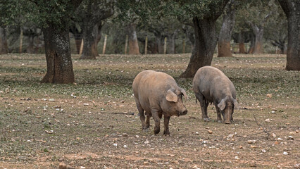 Pig cattle, Iberian pig in the pasture - obrazy, fototapety, plakaty