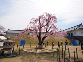 山形県　霞城公園の桜