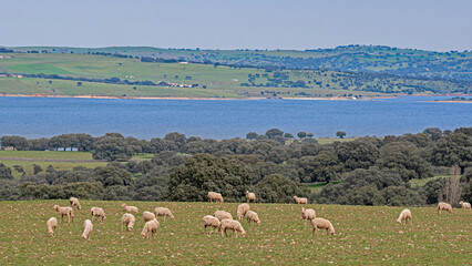 Sheep grazing on a green meadow, water, land and sky with contrast