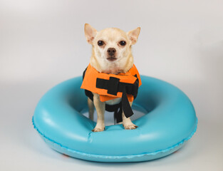 cute brown short hair chihuahua dog wearing orange life jacket or life vest standing in blue...