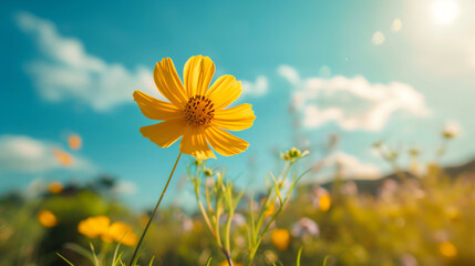 Closeup of yellow Cosmos flower with blue sky under sun
