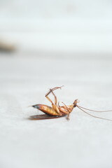 Dead cockroach on the floor after being sprayed with pesticide
