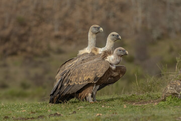 Three griffon vultures in a row, appearing to be one with three heads