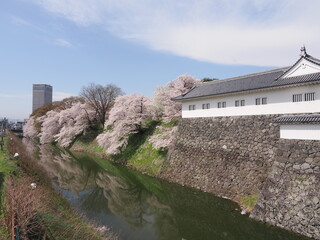 山形県　霞城公園の桜