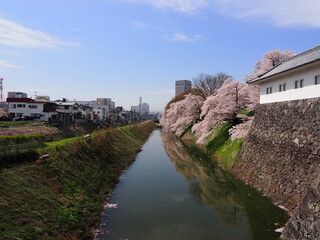 山形県　霞城公園の桜