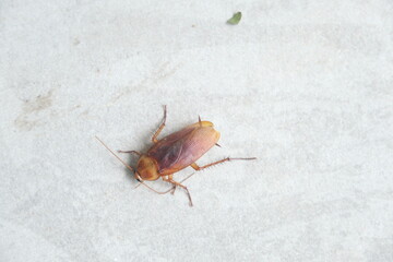 Dead cockroach on the floor after being sprayed with pesticide