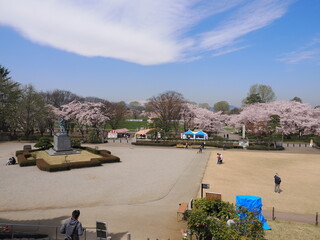 山形県　霞城公園の桜