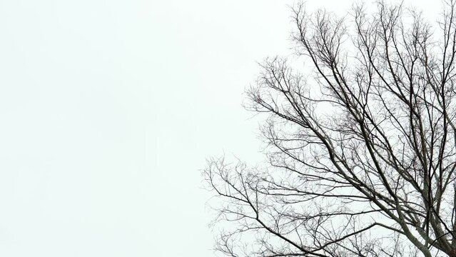 葉の落ちた落葉樹と曇り空