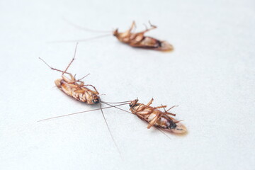 Dead cockroach on the floor after being sprayed with pesticide