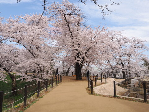 山形県　霞城公園の桜
