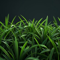 Obraz premium 3D render of a close up green grass texture against a dark background, rendered in Octane, with high resolution photographic quality, insanely detailed and intricate, featuring dramatic lighting, avai