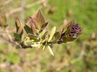 lilac branch in spring at the beginning of flowering