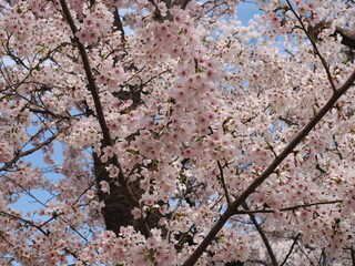 山形県　霞城公園の桜