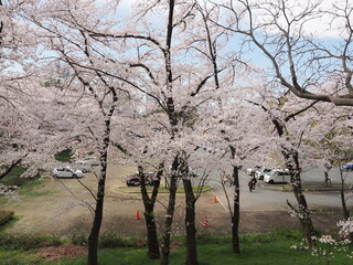 山形県　霞城公園の桜