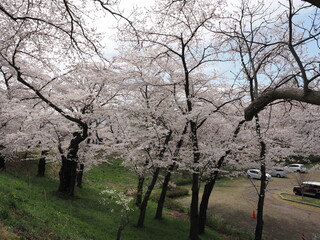山形県　霞城公園の桜
