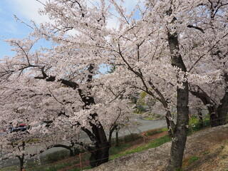 山形県　霞城公園の桜