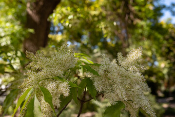 White flowers background. The manna ash or South European flowering ash