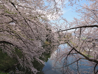 山形県　霞城公園の桜