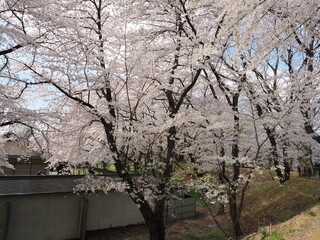 山形県　霞城公園の桜