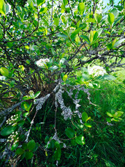 Kwitnąca Aronia w ekologicznej uprawie. Obecność porostów na gałązkach aronii świadczy o nieskarzonej glebie i czydtm powietrzu. Porosty nie tolerują środków ochrony roślin, ich obecnośc jest koronnym