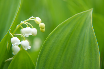 Lily of the valley or Convallaria flower closeup on blurred green background. Beautiful wide nature...